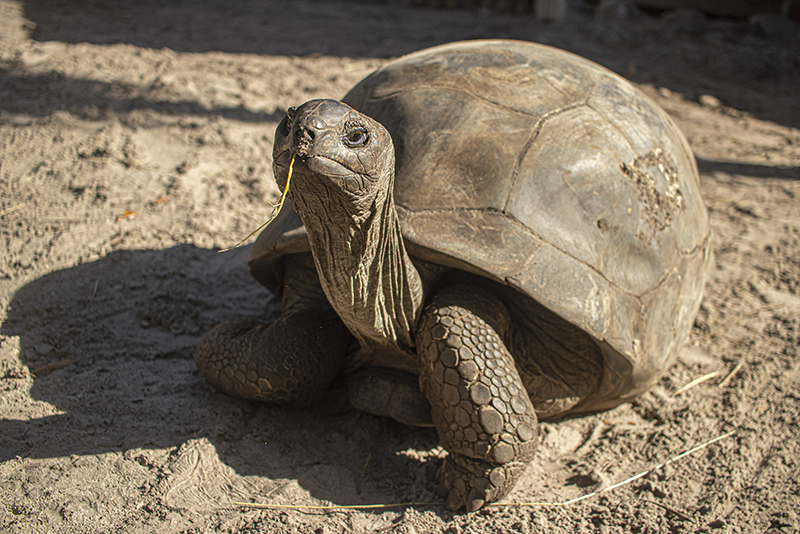 Aldabra giant tortoise