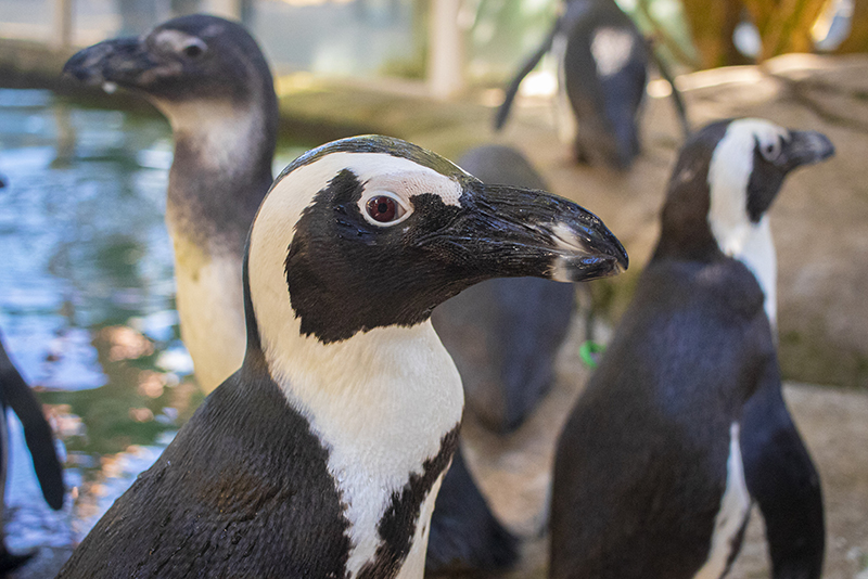 African penguin