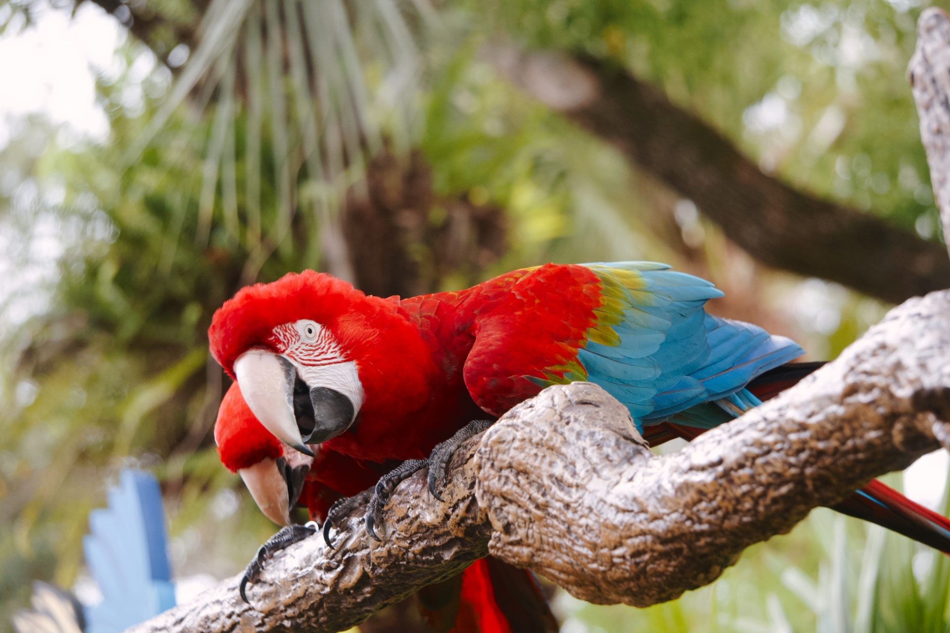 Member Exclusive: Mornings with ZT Saves, Macaw Recovery Network - Research & Release Data 1 Member Exclusive: Mornings with ZT Saves, Macaw Recovery Network - Research & Release Data - ZooTampa at Lowry Park