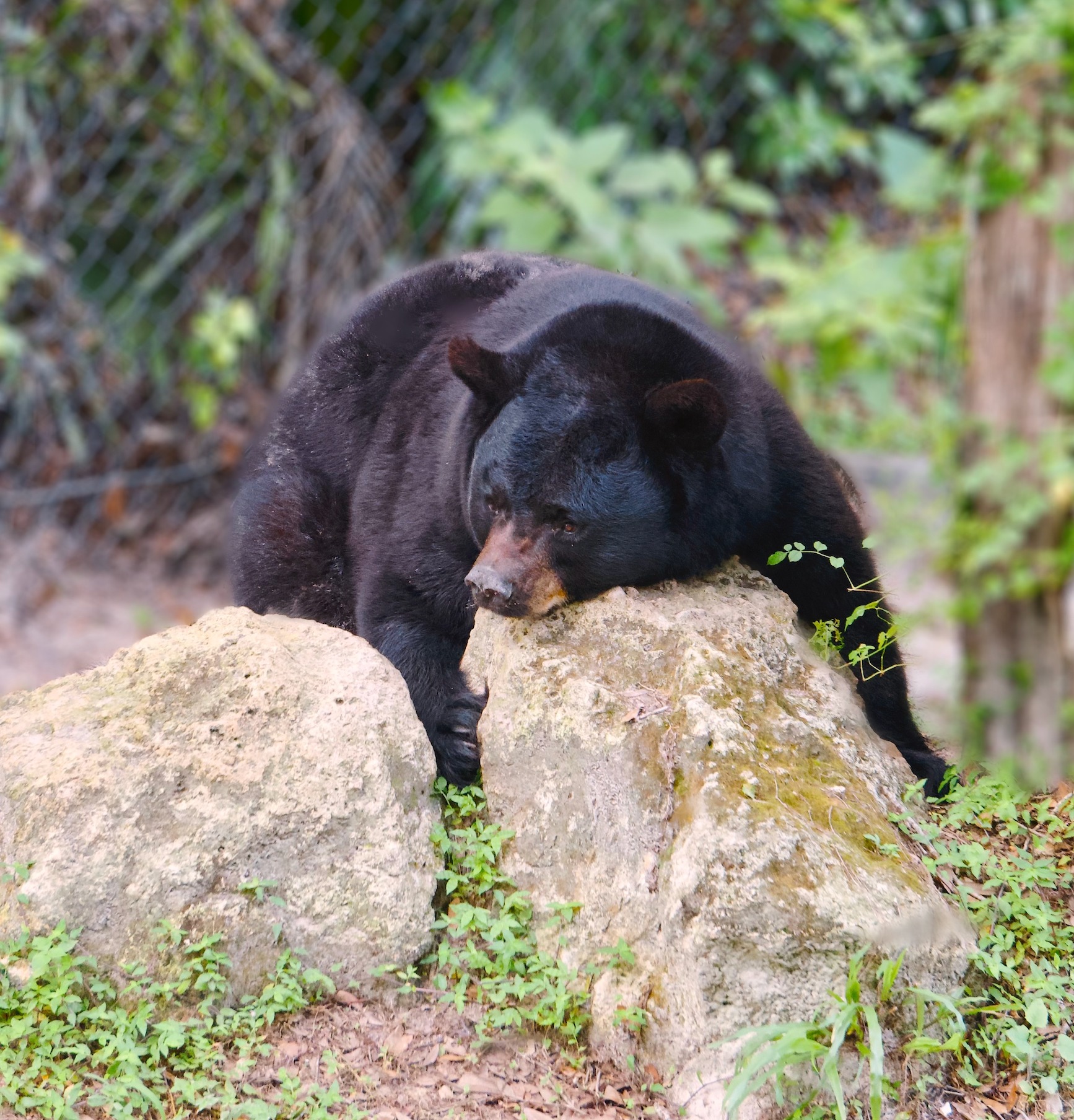 Member Exclusive: Mornings with ZT Saves, fStop - ZooTampa at Lowry Park