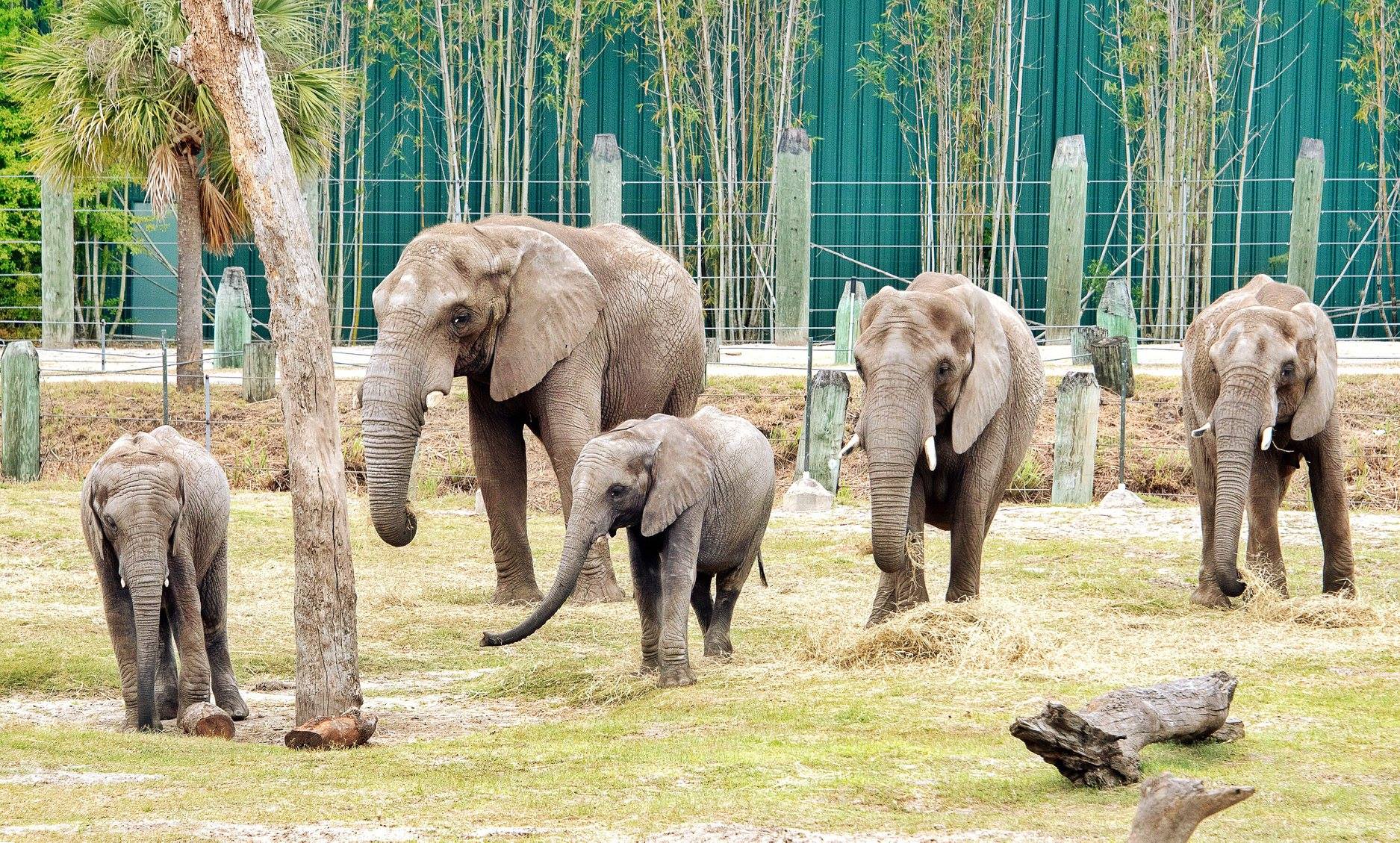 Member Exclusive: Mornings with ZT Saves, Elephant Human Relations Aid - Education Program 1 Member Exclusive: Mornings with ZT Saves, Elephant Human Relations Aid - Education Program - ZooTampa at Lowry Park