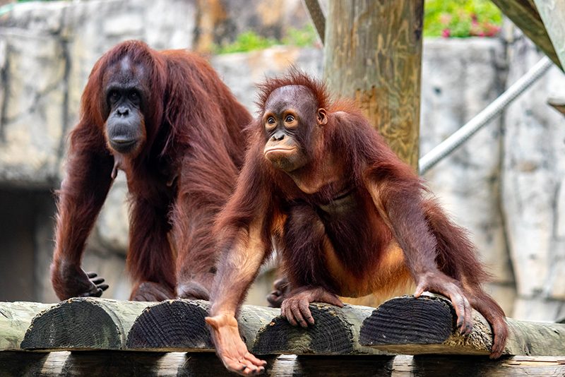 Bornean Orangutans