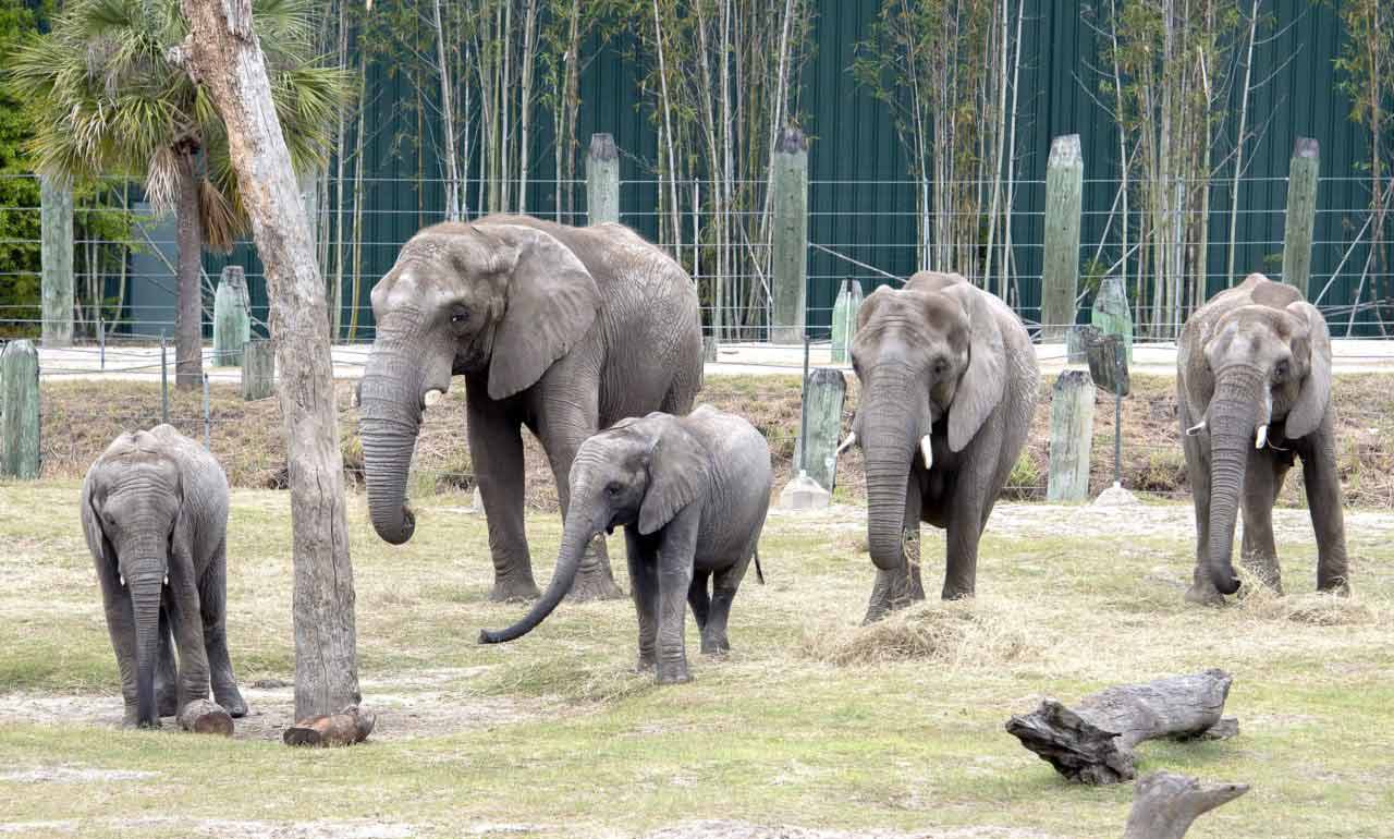 African elephant family