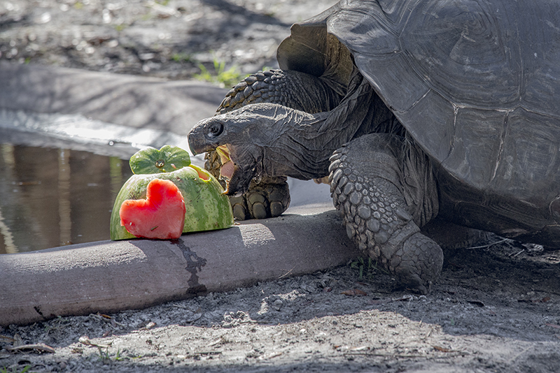 Galapagos giant tortoise