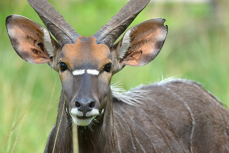 lowland nyala