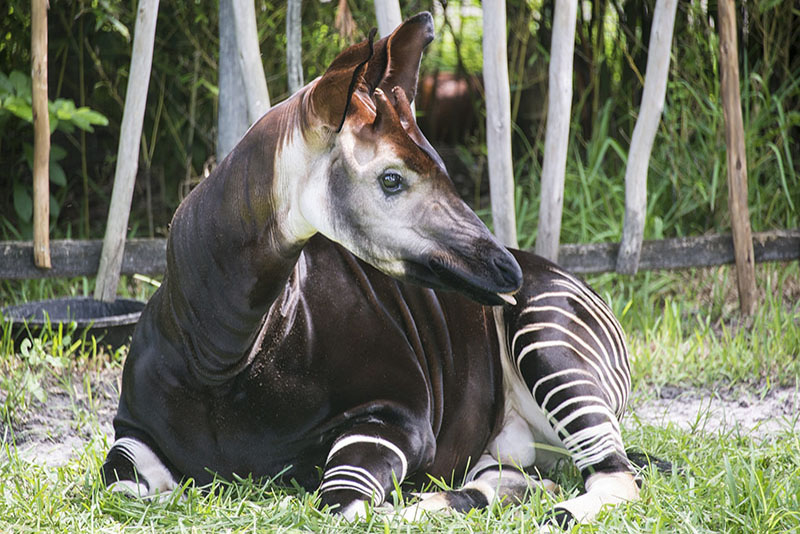 Okapi
