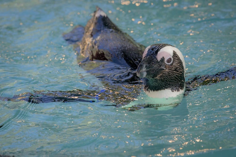 African Penguin 1 African Penguin - ZooTampa at Lowry Park