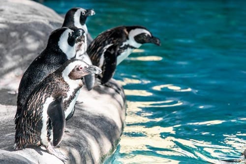 African Penguins look into the water before jumping in for a swim at Penguin Beach at ZooTampa