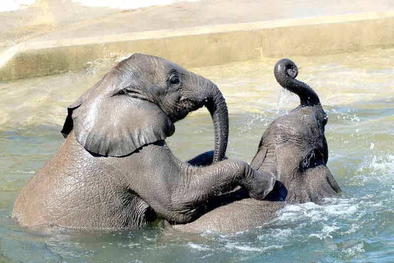 Two African Elephants play in the water at ZooTampa