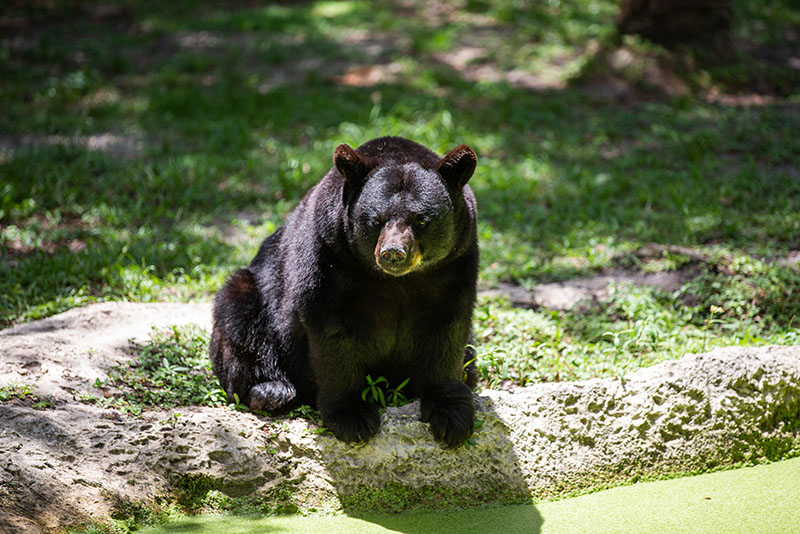 North American black bear