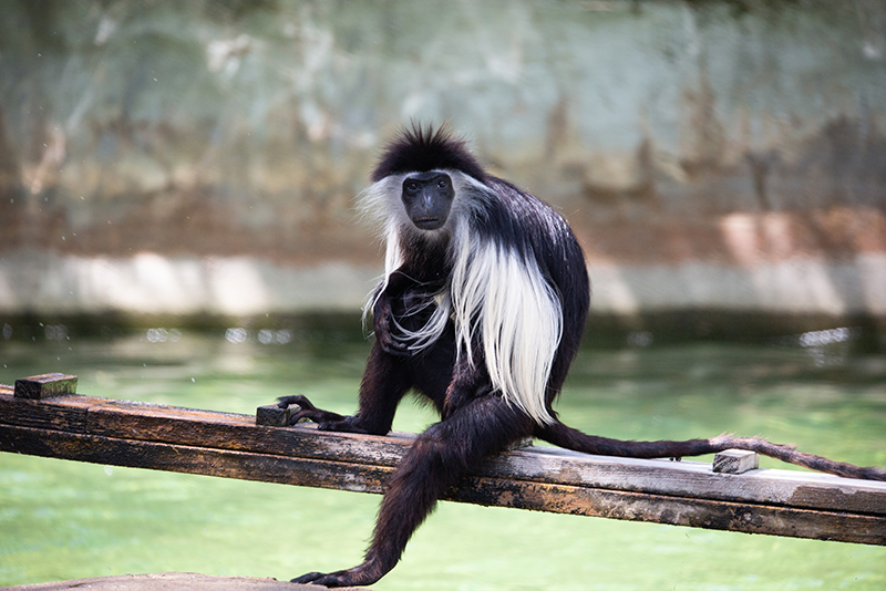 Angolan colobus monkey