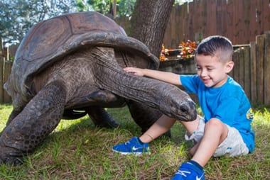 Aldabra Giant Tortoise 3 Aldabra Giant Tortoise - ZooTampa at Lowry Park