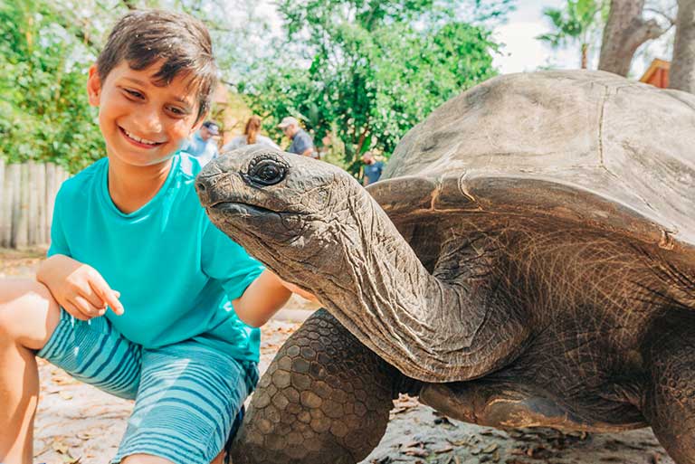 A young boy pets the neck of a big wrinkly Aldabra Tortoise during a Signature Encounter at ZooTampa