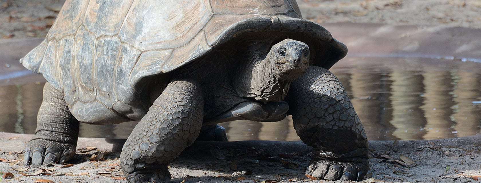 Aldabra Giant Tortoise 1 Aldabra Giant Tortoise - ZooTampa at Lowry Park