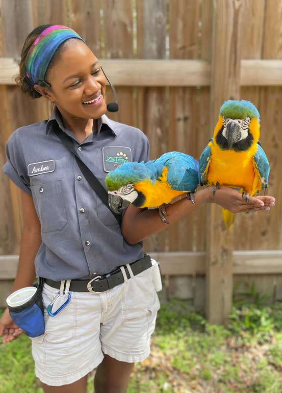 Encounters 4 Animal Care Team member Amber holding two Macaws from the Animal Ambassador team on her arm.