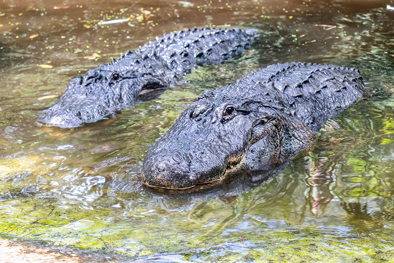 American alligator