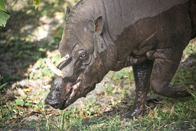 Sulawesi Babirusa