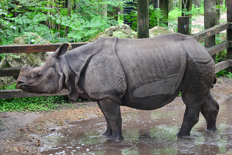 greater one-horned rhino