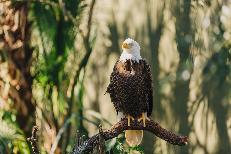 Bald eagle