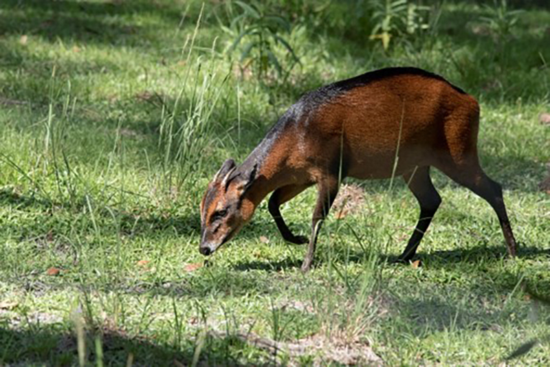 bay duiker