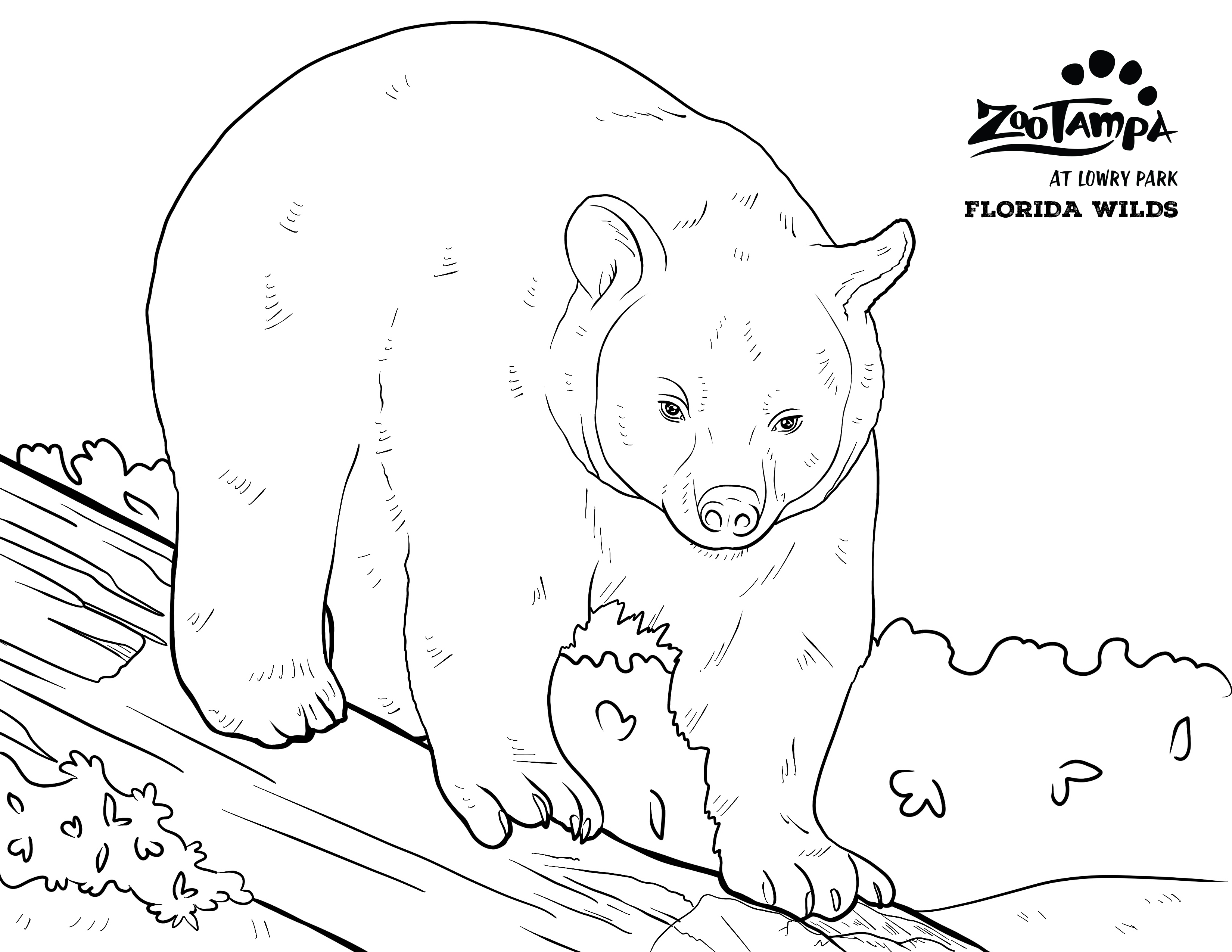 North American Black Bear coloring sheet for ZooTampa's Florida Wilds