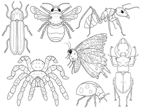 Assorted bugs for coloring sheet