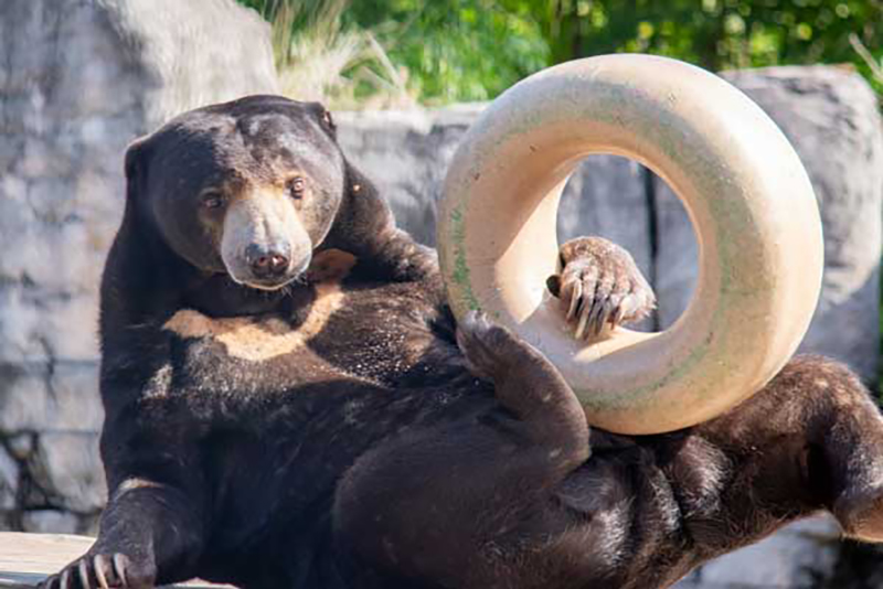 sun bear