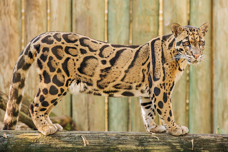 clouded leopard