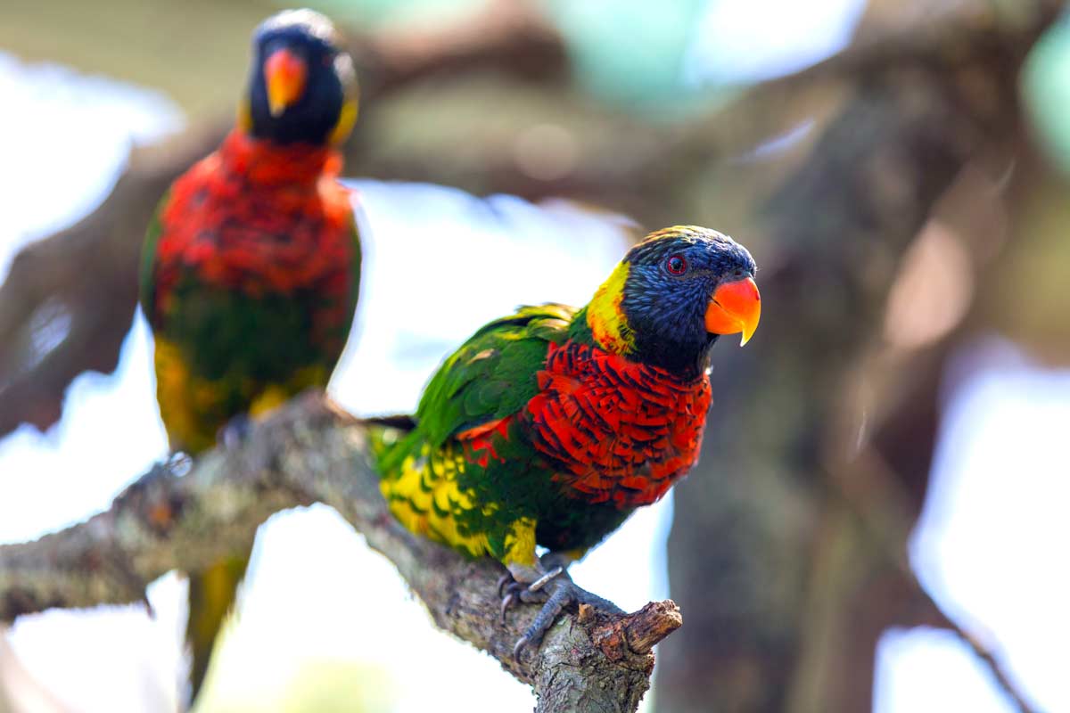 Colorful lorikeets mingle on a branch in their aviary at ZooTampa