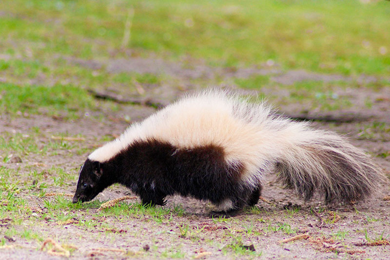 striped skunk