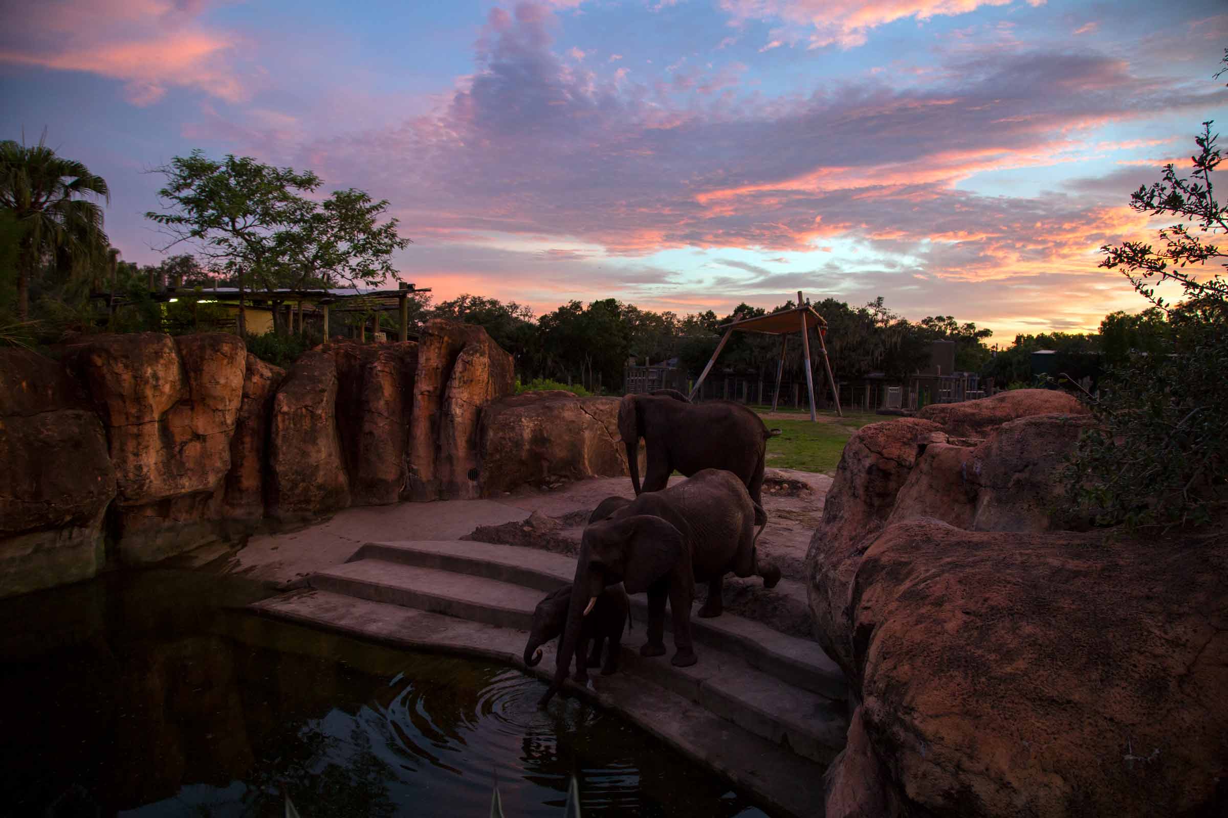 Elephant gather to drink water in the African Savanna at ZooTampa during sunset