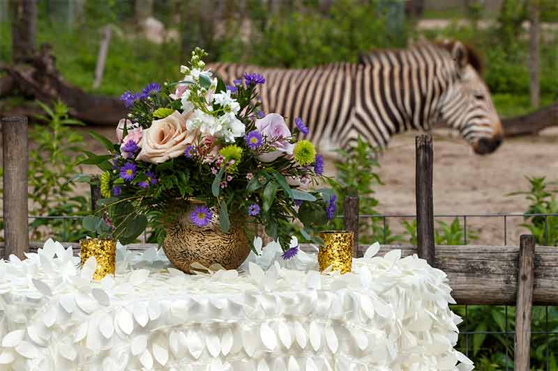 event-setup-at-africa-with-zebra-in-background