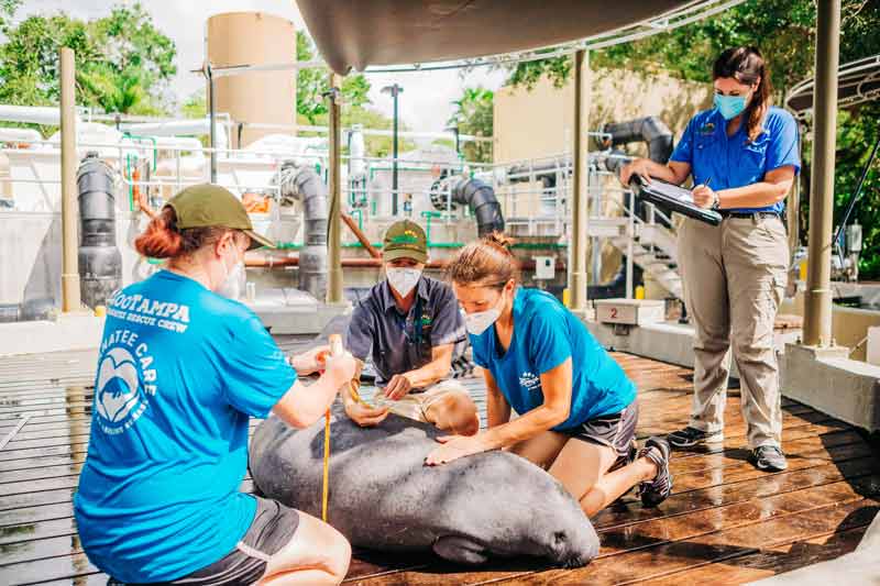 The manatee care team examines a rescued manatee at the critical care center at ZooTampa