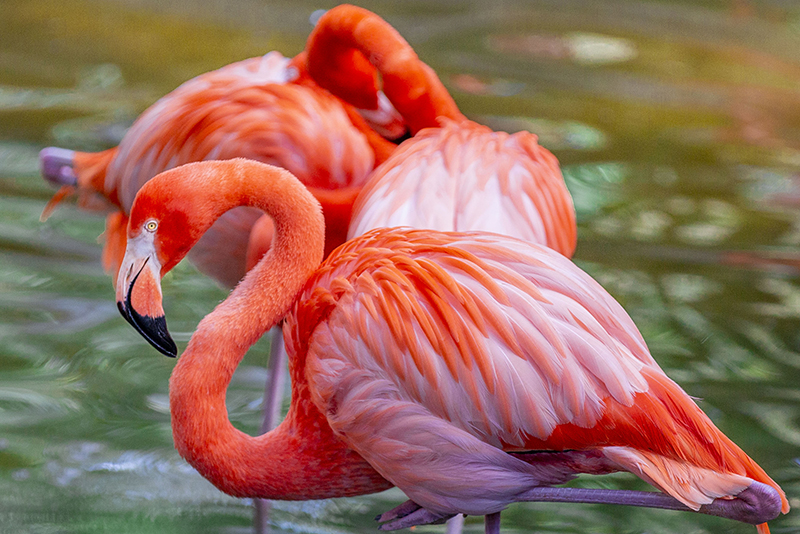 Caribbean flamingo