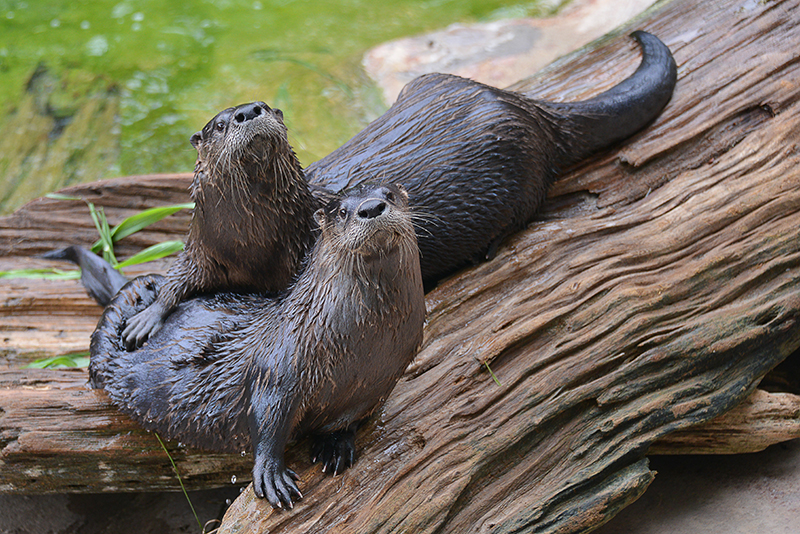 North American River otter