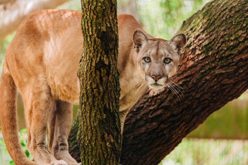 Florida panther