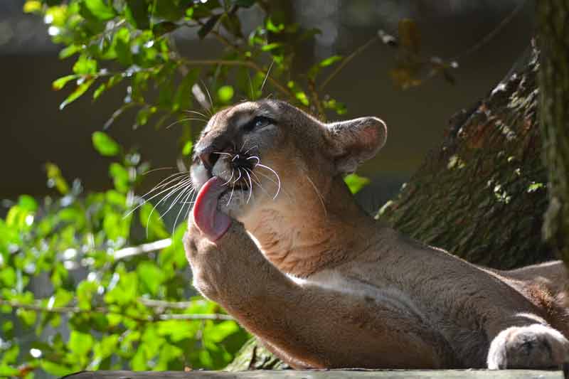 Lucy the panther cleans herself by licking her paw at ZooTampa