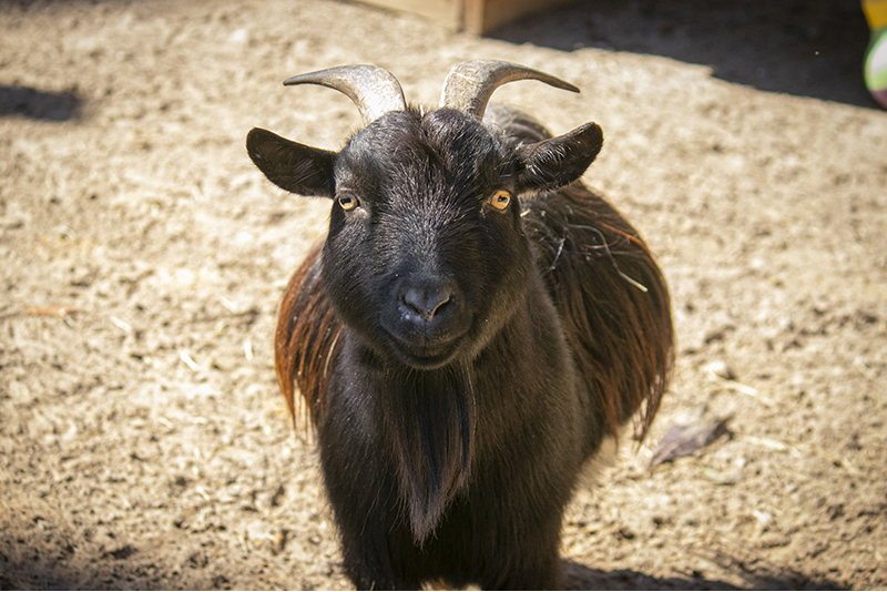 nigerian dwarf goat