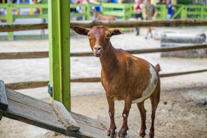 A goat standing on a teeter totter