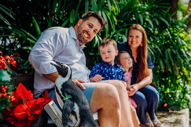 HolidayPhotos-PenguinFamily-800x533