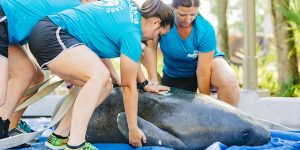 manatee team prepping mantee to be released