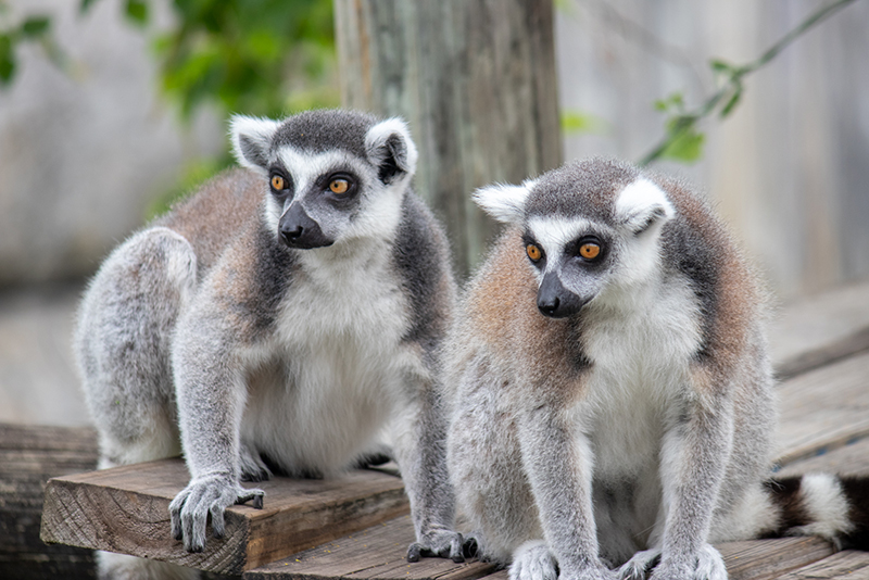 Ring-tailed lemur
