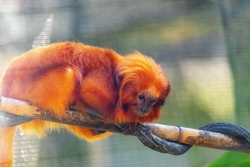 golden lion tamarin