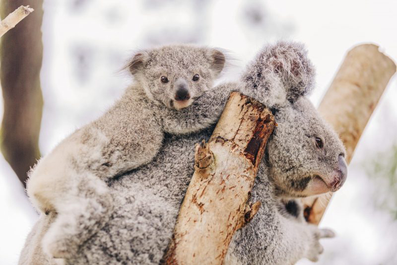 Queensland koala