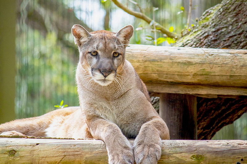 Florida panther