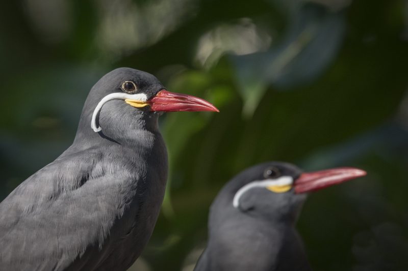 Explore The Zoo - ZooTampa at Lowry Park
