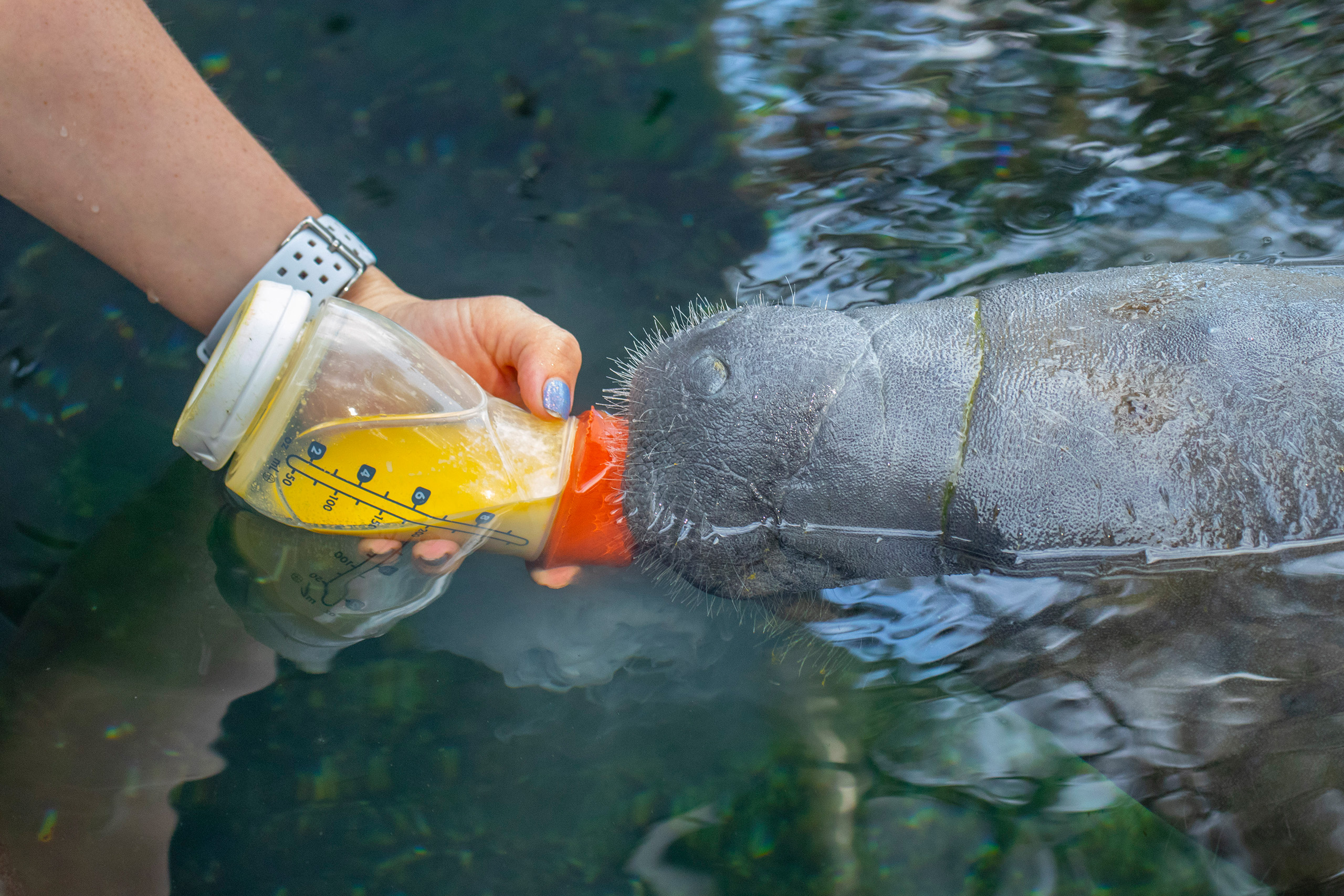 manatee bottle feed