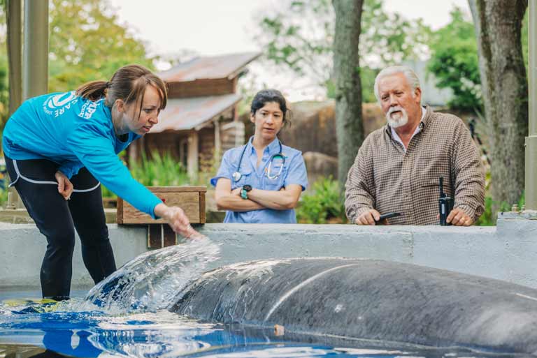 Zookeepers tend to a rehabbing manatee at ZooTampa's manatee critical care center