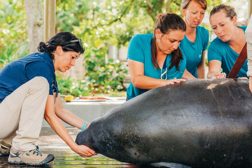 Doctor Lauren Smith and the team at ZooTampa assess the health of a manatee undergoing rehabilitation at ZooTampa