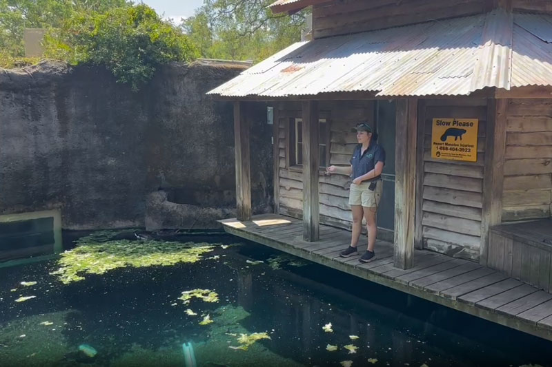 ManateeCove-ManateeChat-800x533